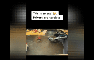 Woman Thought This Careless Driver Would Stop For Her