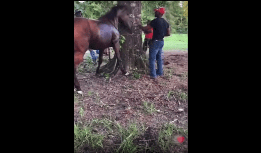 Horse Got Tired Of Being Tied To A Tree!