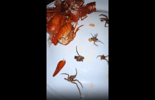 Woman Gets Served Crawfish With A Side Of Spiders!