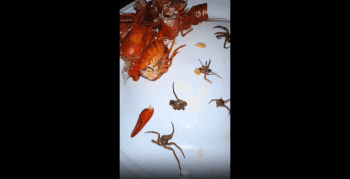 Woman Gets Served Crawfish With A Side Of Spiders!