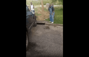 Raccoon Had No Chance Against Unc And His Golf Club