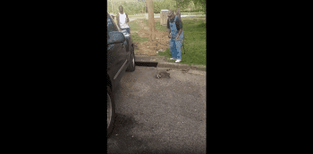 Raccoon Had No Chance Against Unc And His Golf Club