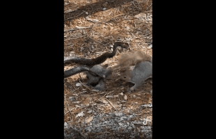 Mother Squirrel Saves Her Baby From A Dangerous Snake!