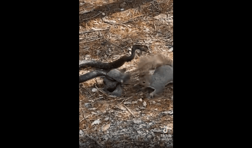Mother Squirrel Saves Her Baby From A Dangerous Snake!
