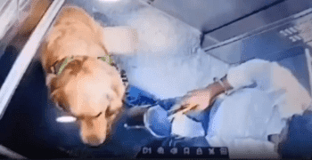 Dog Owner Caught On Camera Treating His Pet Dog Wrong!