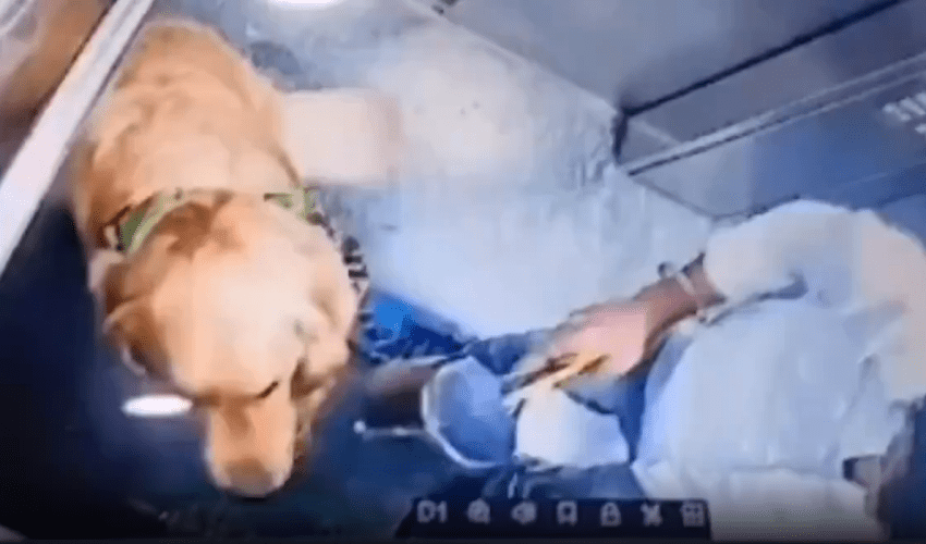 Dog Owner Caught On Camera Treating His Pet Dog Wrong!