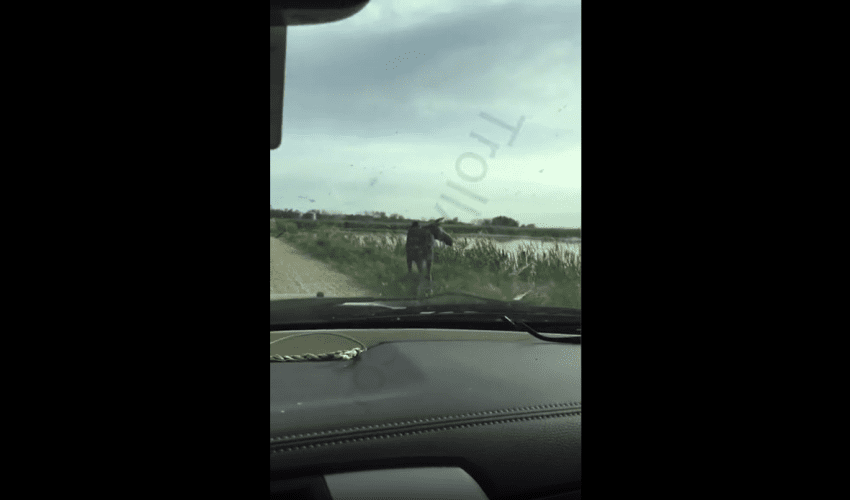 Dude Just Witnessed A Moose Drowning In Front Of Him And Didn’t Even Help