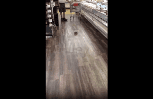 Woman Was Scared After She Seen A Big Rat In The Store And This Happened