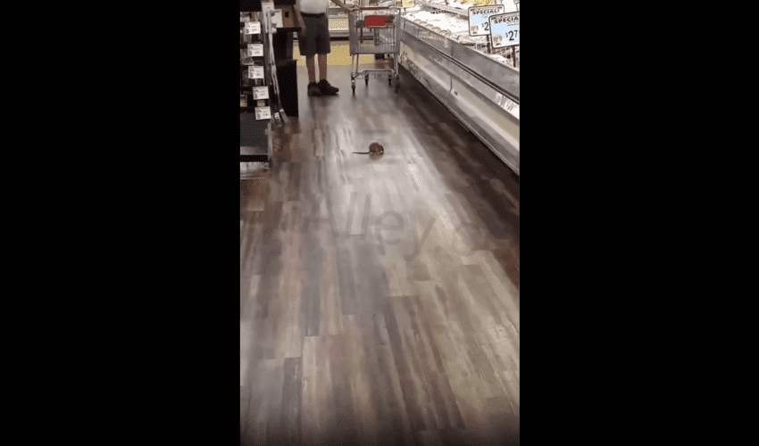 Woman Was Scared After She Seen A Big Rat In The Store And This Happened