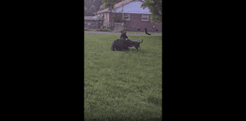 Horse Had No Chance Against The Aggressive Pitbull Dogs