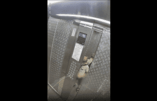 Little Boy Gets Scared After He Piss On Elevator And Got Scared When It Malfunctioned