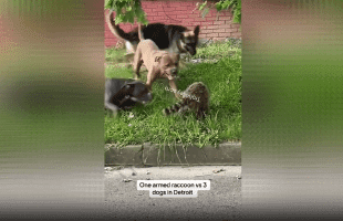 Fearless Raccoon Takes On 3 Large Pitbulls