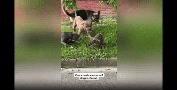 Fearless Raccoon Takes On 3 Large Pitbulls