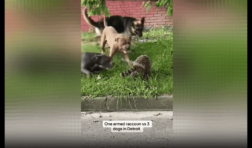 Fearless Raccoon Takes On 3 Large Pitbulls