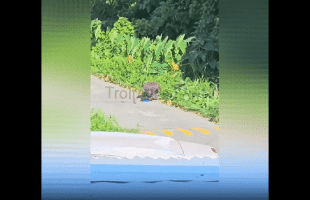 Man Cleaning Bushy Area Gets Instantly Paralyze And Ambushed By A Gang Of Bees And Couldn’t Escape Them