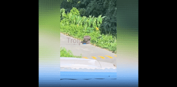 Man Cleaning Bushy Area Gets Instantly Paralyze And Ambushed By A Gang Of Bees And Couldn’t Escape Them