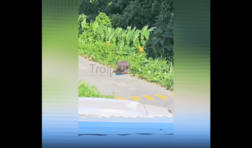 Man Cleaning Bushy Area Gets Instantly Paralyze And Ambushed By A Gang Of Bees And Couldn’t Escape Them