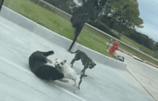 Two Male Dogs In Heat Goes At It Over A Female Dog