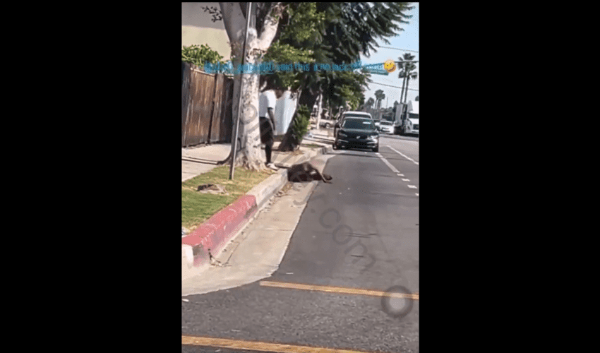 Crip Member Jumped Out A Car And Beats A Man After He Caught Him Wacking Off Infront Of A School With Kids