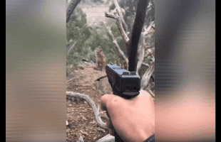 Dude Didn’t Even Let Out A Warning Shot Before Taking Down This Mountain Lion