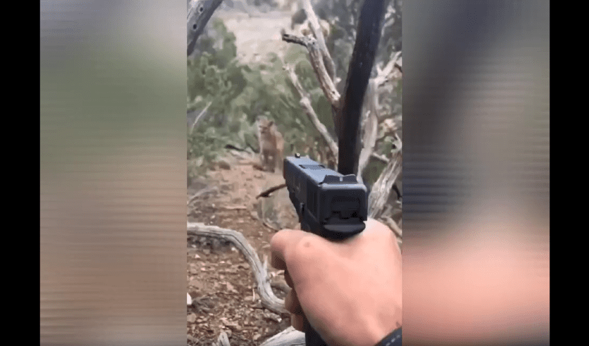 Dude Didn’t Even Let Out A Warning Shot Before Taking Down This Mountain Lion