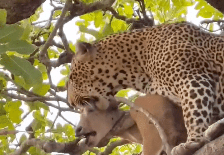 It Was Alive: Leopards In Nature Can Be So Cruel To Their Prey