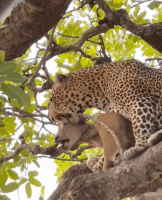 It Was Alive: Leopards In Nature Can Be So Cruel To Their Prey