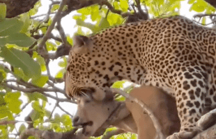 It Was Alive: Leopards In Nature Can Be So Cruel To Their Prey