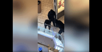 3 Robbers Caught Stealing Fake Jewelry From The Middle Of The Shopping Mall