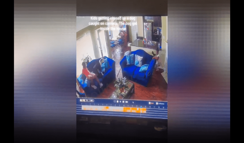 Friendly Dog Chases A Bunch Of Kids Into Their House And They Thought It Was A Threat