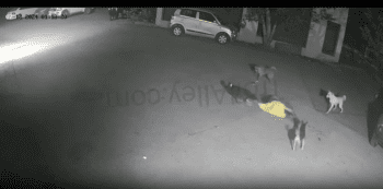 Woman Gets Dragged By A Group Of Stray Dogs And Didn’t Make It