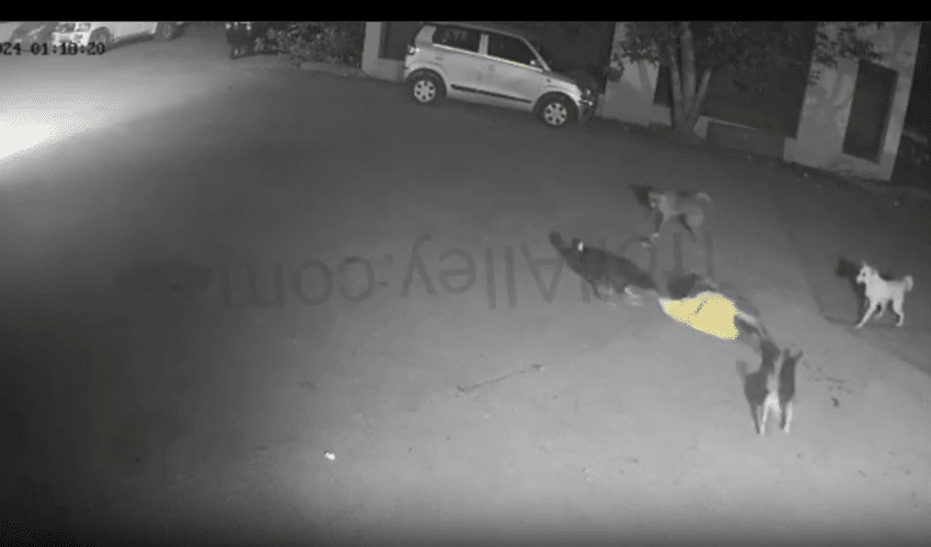 Woman Gets Dragged By A Group Of Stray Dogs And Didn’t Make It