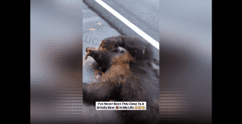 Dude Was Shocked After He Seen A Big Lifeless Bear On The Side Of The Road