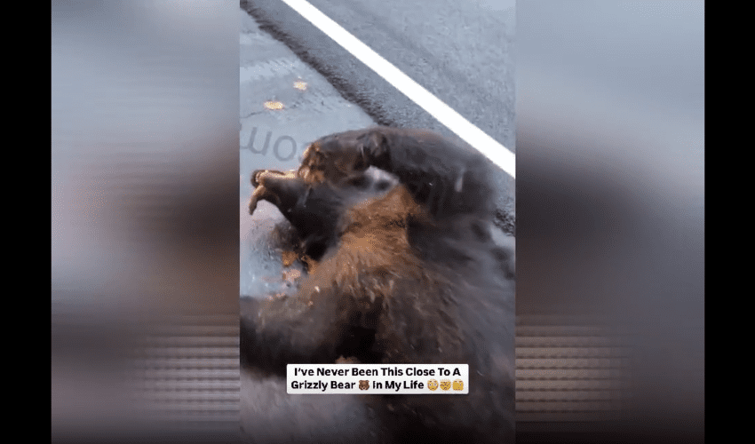 Dude Was Shocked After He Seen A Big Lifeless Bear On The Side Of The Road