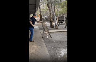 Dude Refused To Give Kangaroo His Fade!