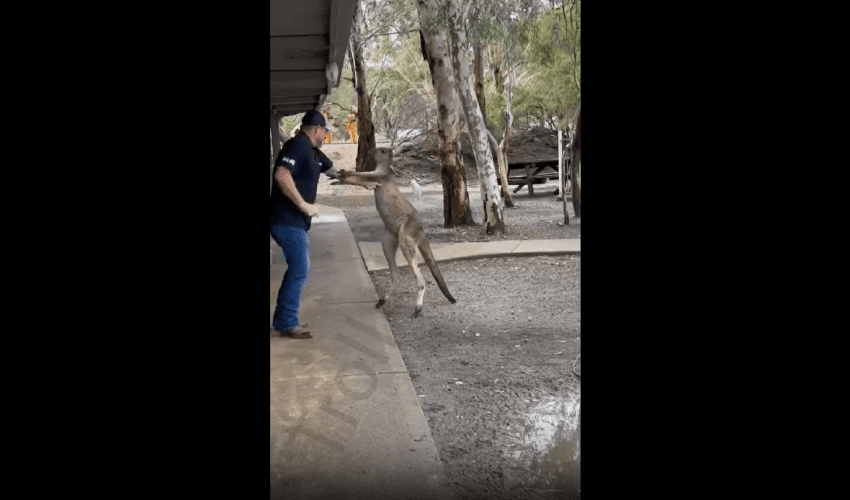 Dude Refused To Give Kangaroo His Fade!