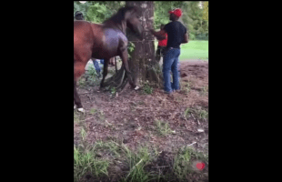 Horse Got Tired Of Being Tied To A Tree!