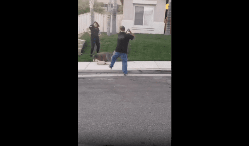 Dude Tried To Stop His Little Dog From Getting Mauled By Pitbull But He Was Too Late!