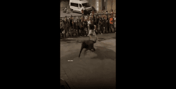 When Showing Your Azz To A Bull Goes Wrong!