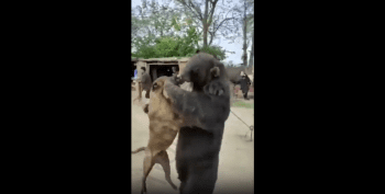 Helpless Bear Takes On Two Vicious Dog While On A Leash!