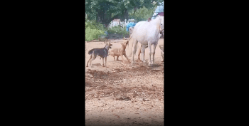 Theses Dogs Wont Try This Again!