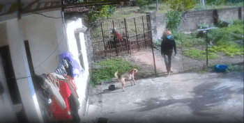 Dude Went To Steal A Dog To Feed His Family!