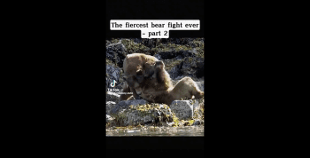 Theses Bears Out Here Catching Fades Like UFC fighters!