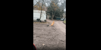 Dog Was Unbothered By Annoying Crow That Was Trying To Build A Nest For His Babies!