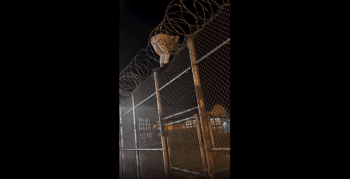 Dude Caught A Guy Escaping Prison Thru Barbed Wire Fence!