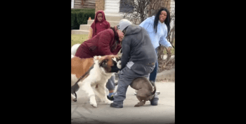 Dude Tried To Save His Pitbull For Getting Tore Up By A Big Mutt!