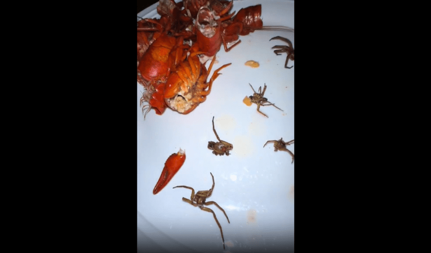 Woman Gets Served Crawfish With A Side Of Spiders!