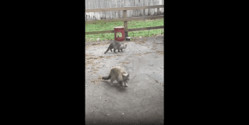 Raccoon Cats Caught In Real Life!