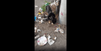 What Type Of Mix Breed Dog Is This!