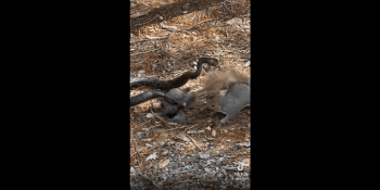 Mother Squirrel Saves Her Baby From A Dangerous Snake!